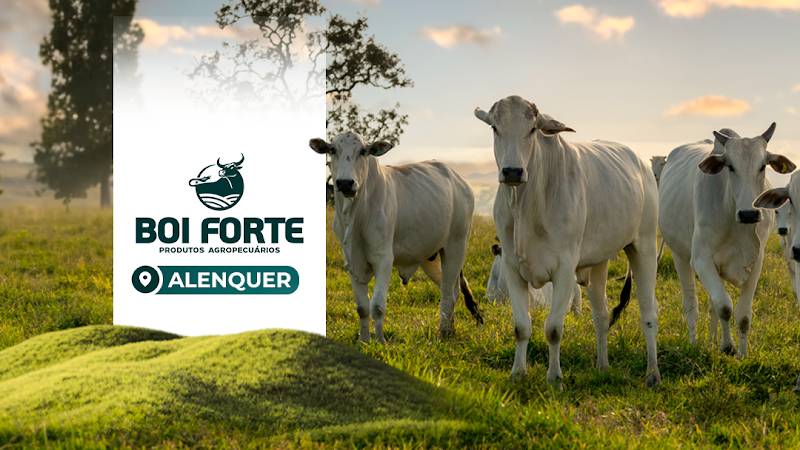 Logo de Boi Forte Distribuidora